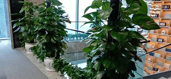 庭院花卉種植可改善生活環(huán)境
